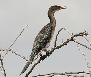 Lake Baringo